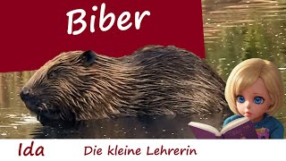 BIBER  Kinder Tierbeschreibung von Ida der kleinen Lehrerin  Tierdoku  Kurze Dokumentation [upl. by Libbey914]