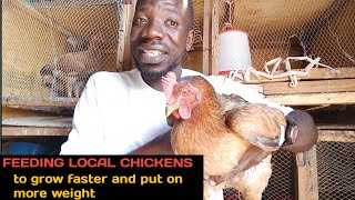 FEEDING LOCAL CHICKENS Grows fast and put on more weight Local chickens on a commercial scale [upl. by Souvaine]