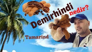 Demirhindi Nedir Tamarind Demirhindinin faydaları Demirhindi şerbeti Demirhindi bitkisi nedir [upl. by Llesram156]