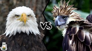 BALD EAGLE VS PHILIPPINE EAGLE  Which is the strongest [upl. by Ingalls]