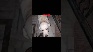 Kaalu Or Roxi  Kese Sambhalu Kaalu Ko  animalsneedpeople streetdog pets dog animals shorts [upl. by Valma]