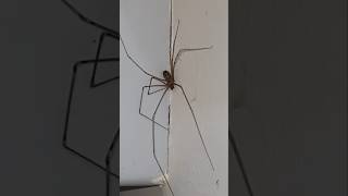 Pholcus phalangioides Spider shorts youtubeshorts shortsfeed nature trending viral spider [upl. by Clercq412]