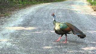 Ocellated Turkey Display [upl. by Garik945]