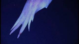 Rare Pelagic Octopus Hawaii [upl. by Montfort]