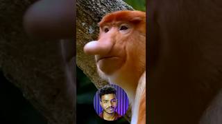 The Real Reason Behind These Monkeys Long Nose [upl. by Helali]