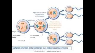 SVT  cours  La transmission du programme génétique de génération en génération [upl. by Crawford]