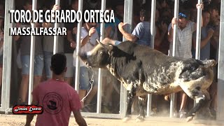 TOROS DE GERARDO ORTEGA Y ARAUZ DE ROBLES MASSALFASSAR [upl. by Arbmat]