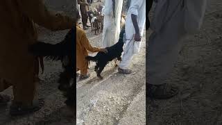 goat black goat of Thar desert [upl. by Htennaj]