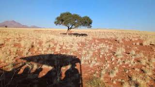 Afternoon drive 01 Wolwedans Camp Namibia 20230514 [upl. by Notnirb658]