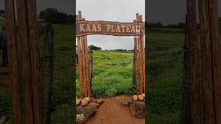 Kaas pathar satara 2024  kaas plateau  🌺 kaasplateau kaaspathar satara maharashtra travel [upl. by Sivrep370]