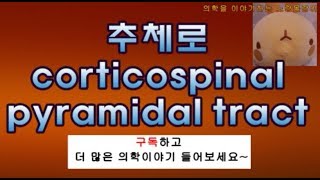 corticospinal tract pyramidal tract 피라미드로 추체로 피질척수로 해부학 그리기 [upl. by Gannie995]