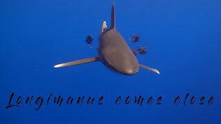 Longimanus Shark comes close at Brother Island Egypt Red Sea [upl. by Ahsyad]