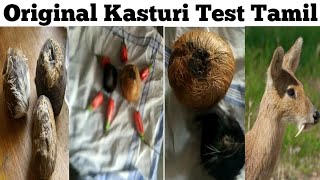 original kasturi test  musk  original kasturi in tamil  kasturi kaai tamil [upl. by Cullie]