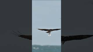 Osprey catches 3 fish at once Can it keep all 3 [upl. by Noelani736]