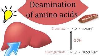 Deamination of amino acids [upl. by Eidurt]