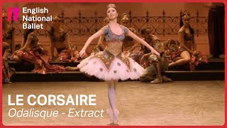 Le Corsaire Odalisque with Shiori Kase extract  English National Ballet [upl. by Neeuq861]