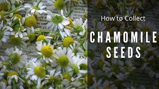 How to save Chamomile Seeds  Collect Matricaria Chamomilla [upl. by Pliam]