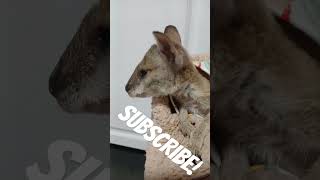 Baby agile wallabies feeding shorts subscribe babyanimals [upl. by Shane152]