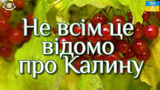 Калина лікує не тільки застуду та грип допоможе при вагітності а також допомагає позбавитись вугрів [upl. by Eversole643]