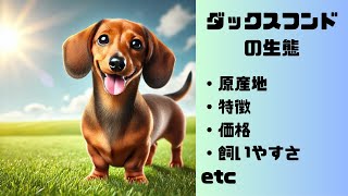 犬の種類 ダックスフンドの生態 [upl. by Razal]