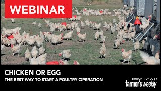 Webinar Chicken or egg The best way to start a poultry operation [upl. by Trebeh645]