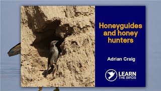 Honeyguides and honey hunters [upl. by Ytsirt]