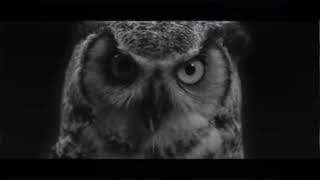 Owls Sounds 1 HOUR [upl. by Acinnod]