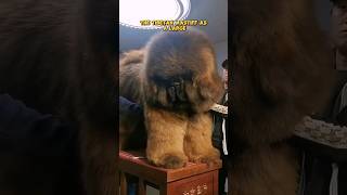 The Giant Dog Ever Tibetan Mastiff shorts animals pets [upl. by Hterrag243]