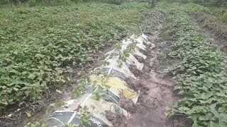 Terra boa para plantação de batatas  terreno alagado [upl. by Noreik866]