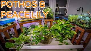 BEST HOUSE PLANTS FOR AQUARIUMS [upl. by Strader608]