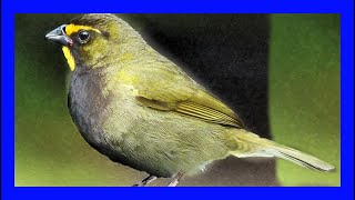 Tomeguín De La Tierra Cantando  Yellowfaced Grassquit Singing  Tiaris Olivaceus [upl. by Andrej739]