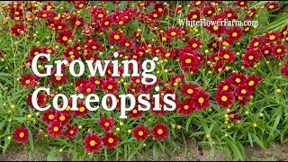 Growing Coreopsis [upl. by Montano942]