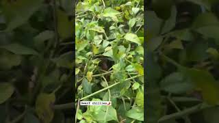 Dwarf chillies🌶️ its to Hot n spicy🔥 harvest desi farmer nature farming farm indianfarm [upl. by Schaaff]