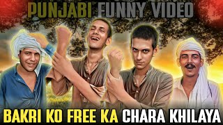 Bakri ko free ka chara khilaya  punjabi funny video  punjabi [upl. by Noe]