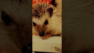 Phanter Erikita adventure pt 10 hedgehog hedgehoglover [upl. by Siurad]