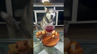 Asmr Dog Enjoys Snacks and Doggy Wine youtubeshorts [upl. by Kashden611]