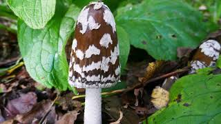 Brielmeersen Paddenstoelen [upl. by Otrebide]