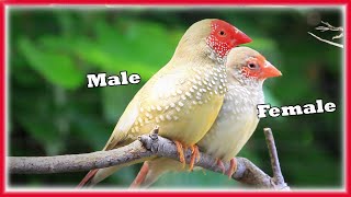 Tips for Keeping and Breeding STAR FINCHES Aviary Birds [upl. by Eelytsirk]