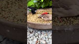 Red Siskins and black and white munia birds bird aviary [upl. by Eahsel]