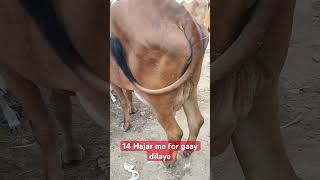 Gir gaay music newsong live desi cow desidairyfarm gir bull cover song [upl. by Mahda]