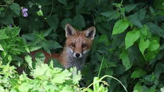 0810 foxes on the dodder river [upl. by Layney]