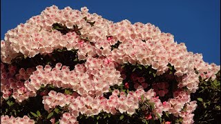 台灣合歡山高山杜鵑3 Alpine Rhododendron in Hehuan Mountain Taiwan石門山 2021 4 22 [upl. by Nahgrom468]