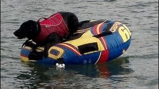 Our Labrador Solo tubing on an Obrien Tube behind our boat [upl. by Kovacs]