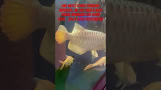 24 K Golden Crossback Arowana asianarowana goldcrossbackarowana 24kgoldn [upl. by Oreves]