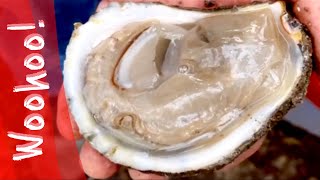 Oyster season HappyCamper1510 [upl. by Ahsienar216]