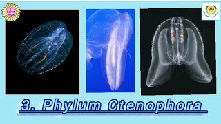 3 Phylum Ctenophora for all standards Kingdom Animalia all about phylum Ctenophora by PD Mam [upl. by Alpers176]