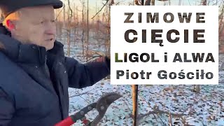 Zimowe cięcie Alwy  Komunikat Sadowniczy  Piotr Gościło [upl. by Reldnahc]