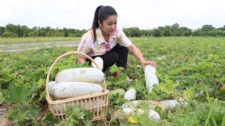 Ripe winter melon  Harvest and cooking ripe winter  Country chef [upl. by Aniuqal]