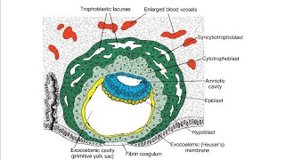 Extraembryonic membranes Development and Functions [upl. by Jea]