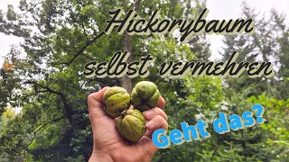 Hickory Einen Baum selbst aus der Nuss ziehen  Plant a hickory tree yourself from the nut [upl. by Gerianne]